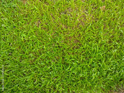 Top view of natural fresh lush green grass in a garden