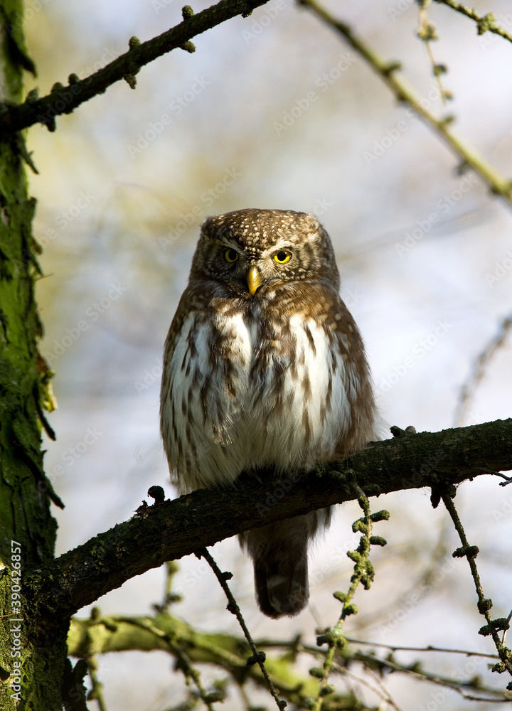Eurasian Pygmy Owl, Glaucidium passerinum Eurasian Pygmy Owl, Glaucidium passerinum