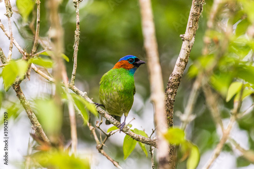 green winged macaw