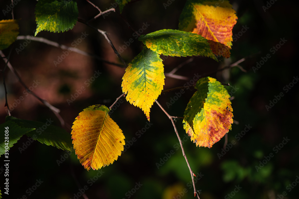 Nice yellow orange red leaves nature background abstract macro close up autumn Nice yellow orange red leaves nature background abstract macro close up autumn