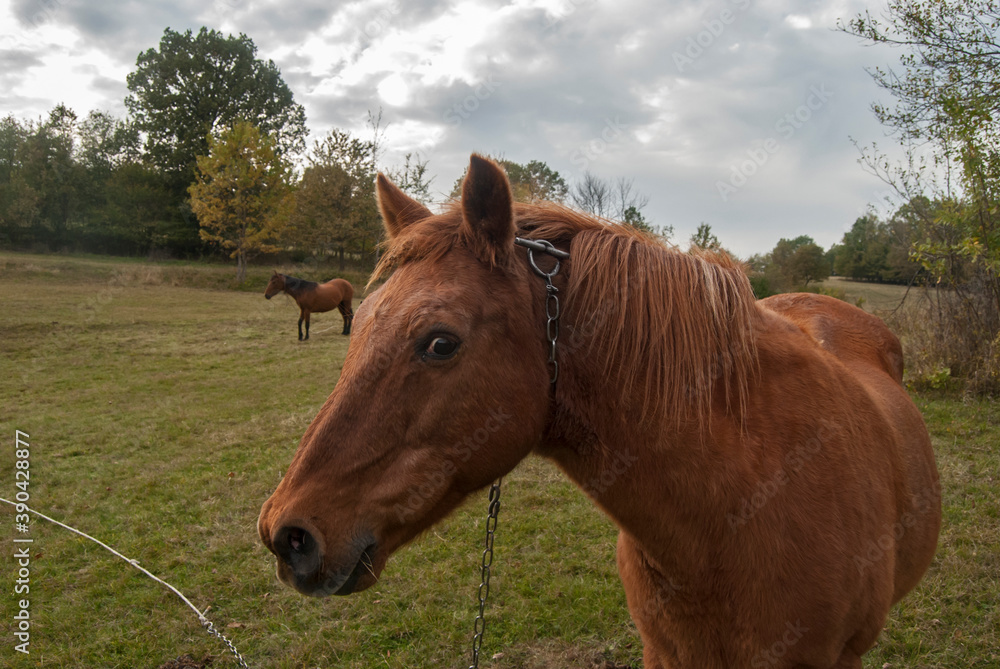 Horse grazing on rural mountain autumn meadow Horse grazing on rural mountain autumn meadow