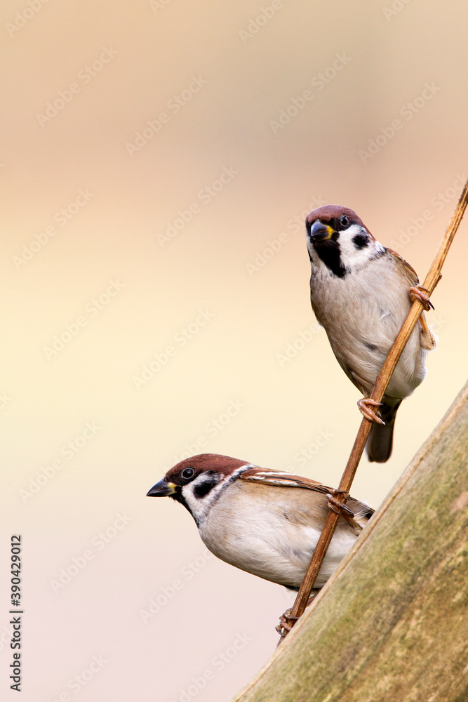 Fototapeta premium Eurasian Tree Sparrow, Passer montanus