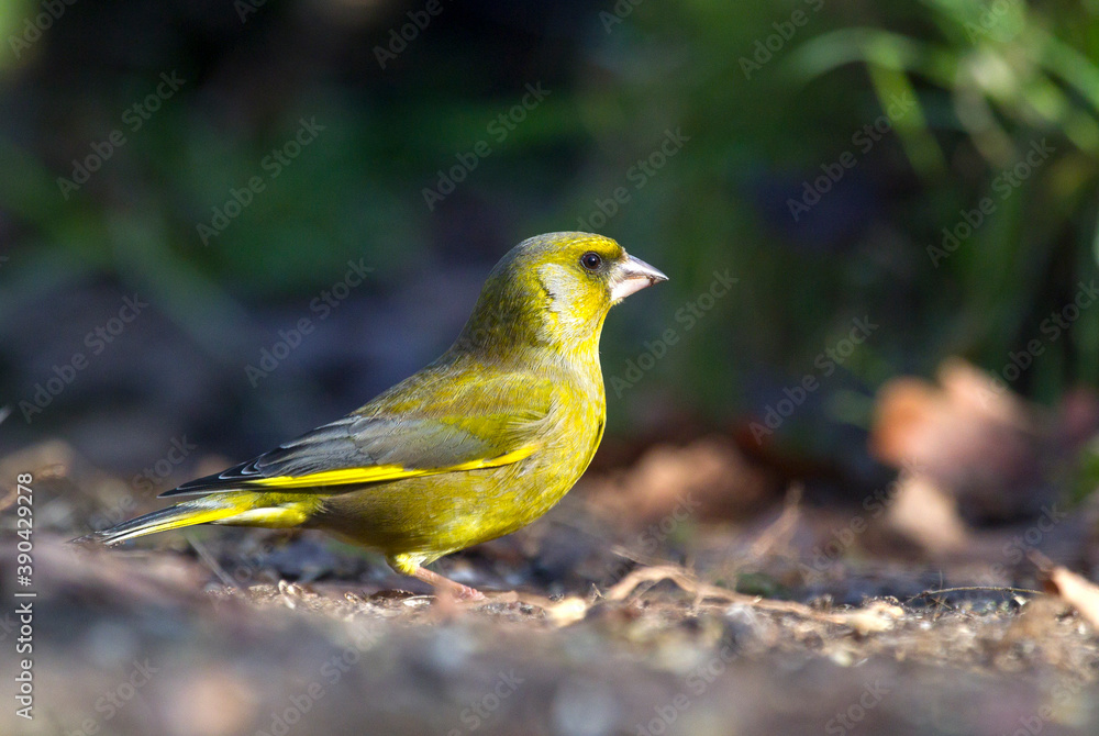 European Greenfinch, Chloris chloris European Greenfinch, Chloris chloris