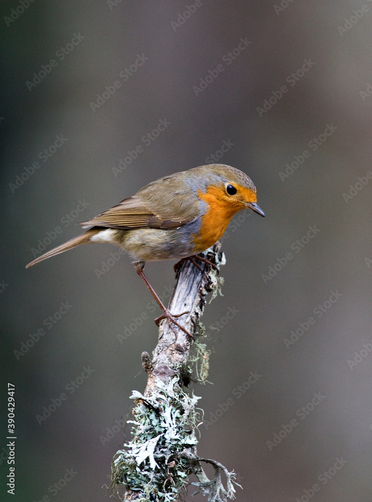 Fototapeta premium European Robin; Erithacus rubecula