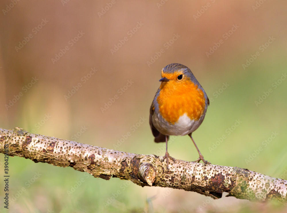 European Robin; Erithacus rubecula European Robin; Erithacus rubecula