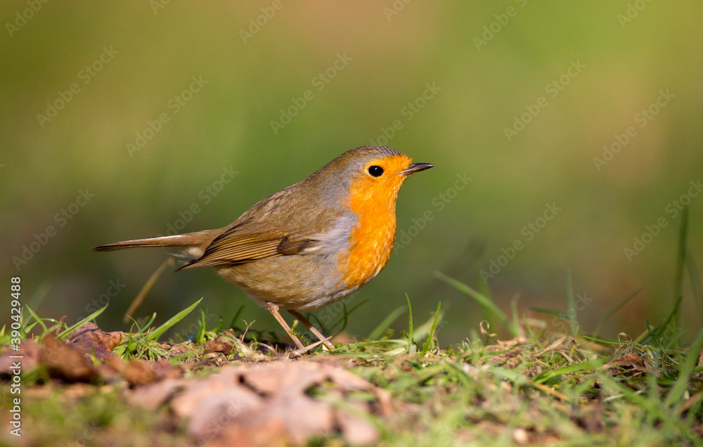 European Robin; Erithacus rubecula