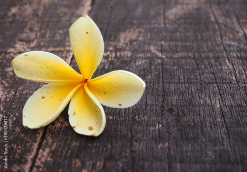 Plumeria bali flowers on the table. photo