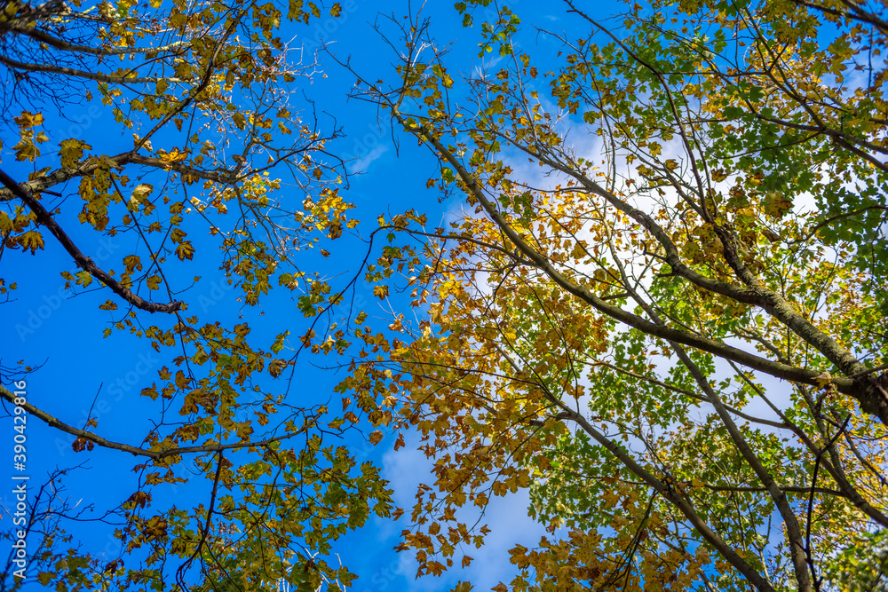 Obraz premium Fall leaves with blue sky