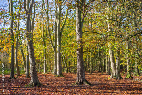 Fall woodland landscape