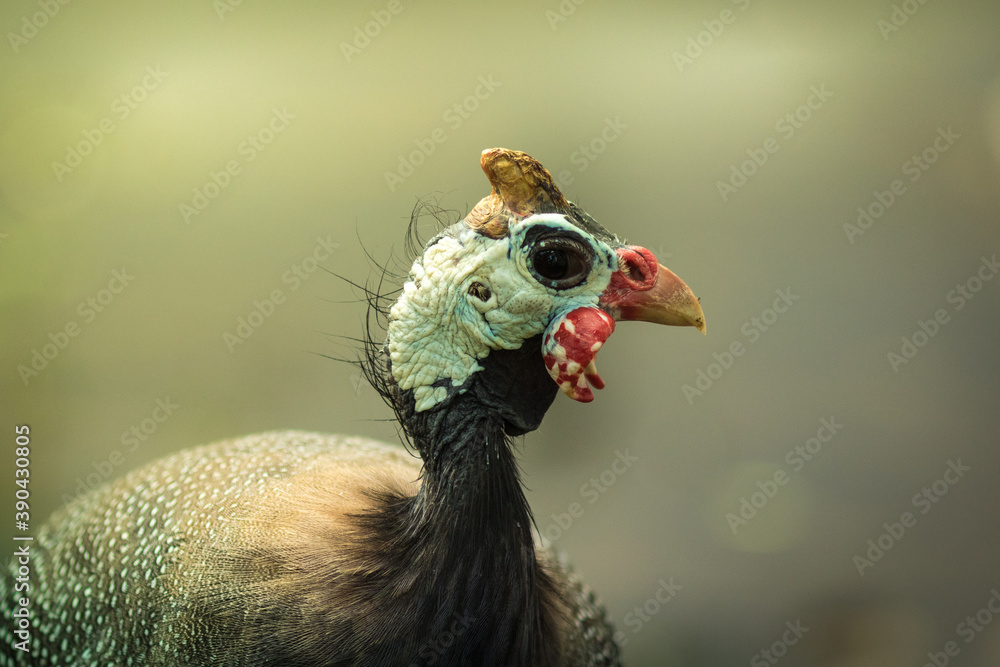 Funny turkey.