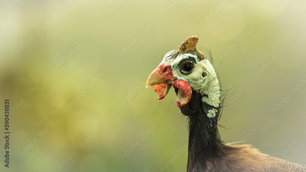 Funny turkey.