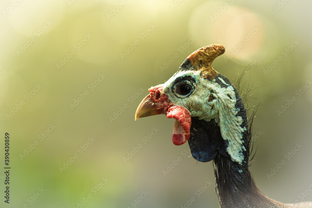 Funny turkey.