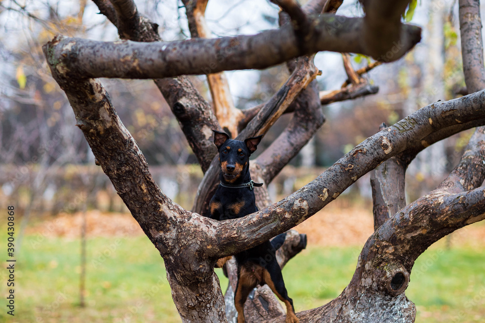 black dog on a tree on a cloudy autumn day
