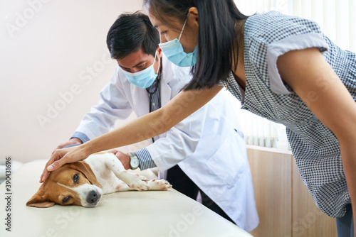 Pet doctor treat beagle dog was sick and her owner in the room of hospital