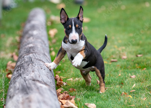 Tri color miniature bull terrier puppy on a log