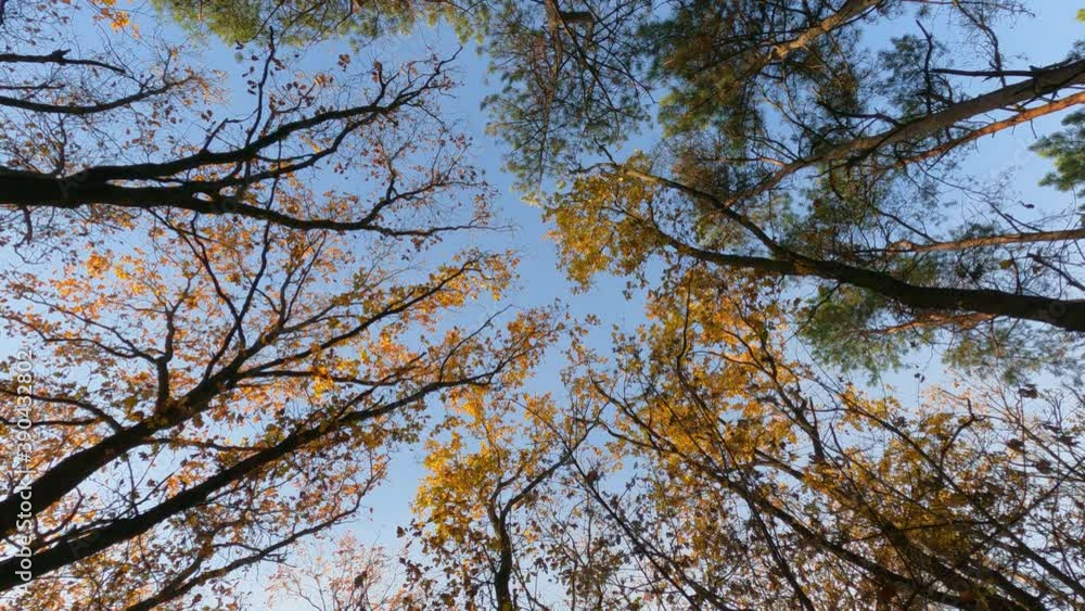 shooting a clear blue sky through the crowns of trees in the autumn forest. shooting a clear blue sky through the crowns of trees in the autumn forest.