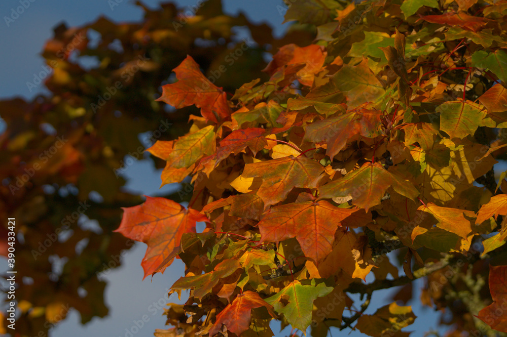 Fototapeta premium autumn maple leaves
