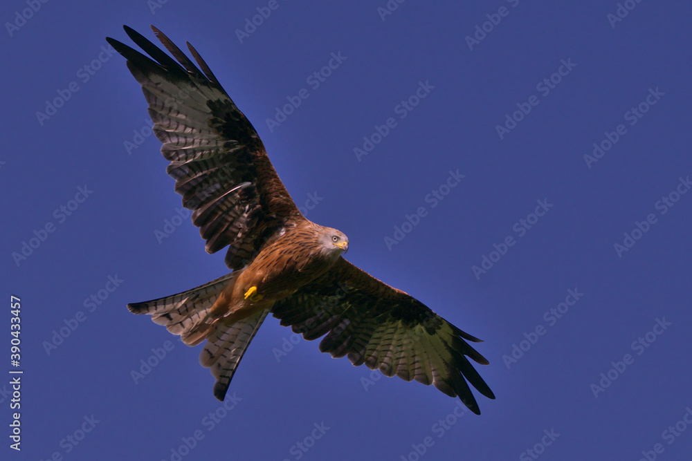 Obraz premium Red Kite in Flight
