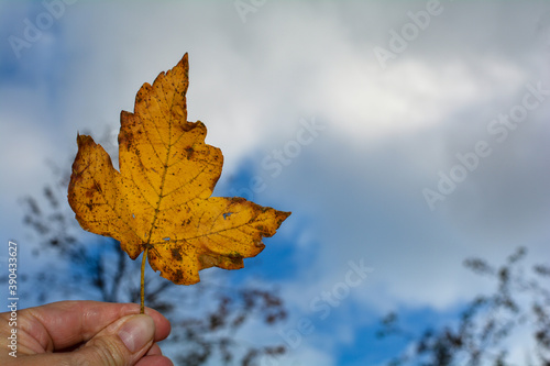 Hand holds autumn leaf in front of the sky