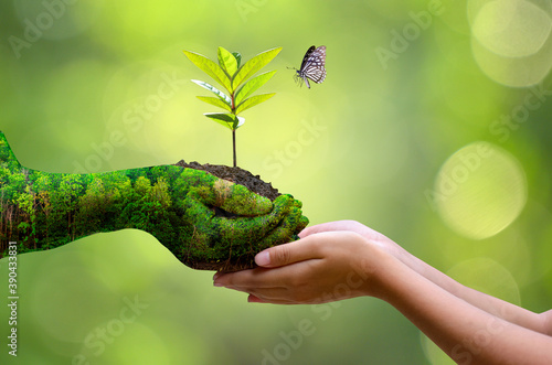 environment Earth Day In the hands of trees growing seedlings. Bokeh green Background Female hand holding tree on nature field grass Forest conservation concept photo
