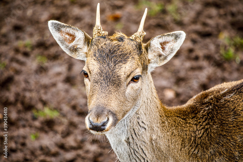 Ein schöner Rehbock im Herbst
