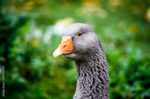 Eine Gans mit schönen Hintergrund