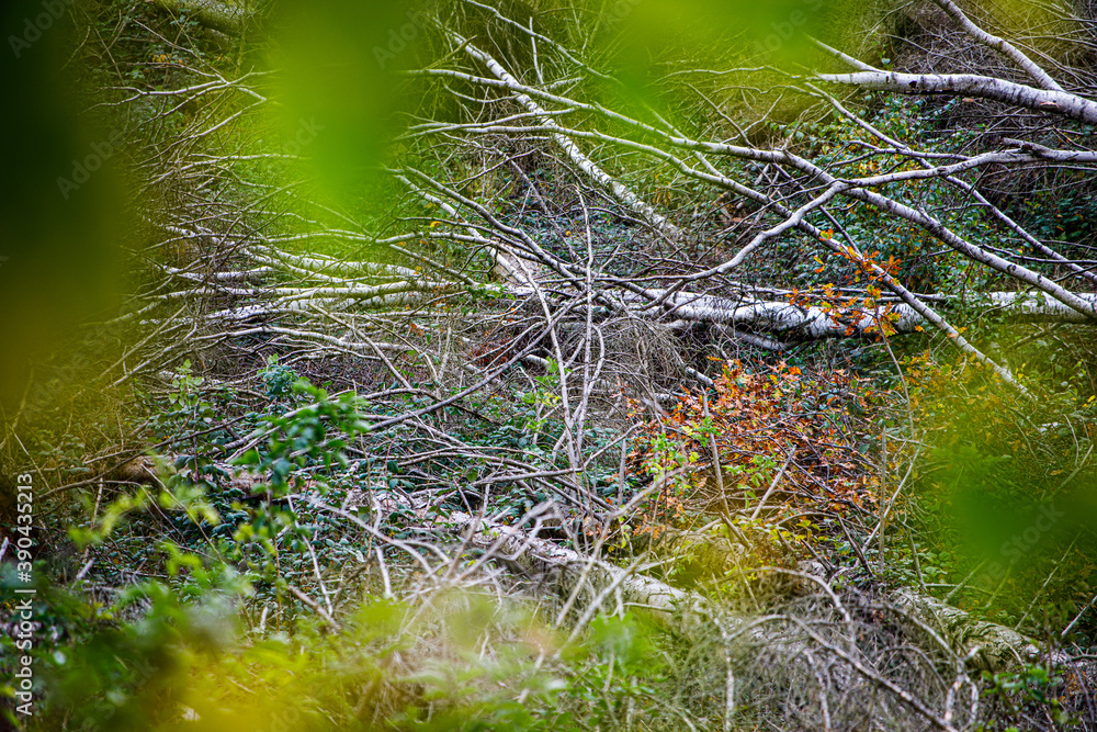 Windbruch von Holz und natürliche Aufforstung Windbruch von Holz und natürliche Aufforstung