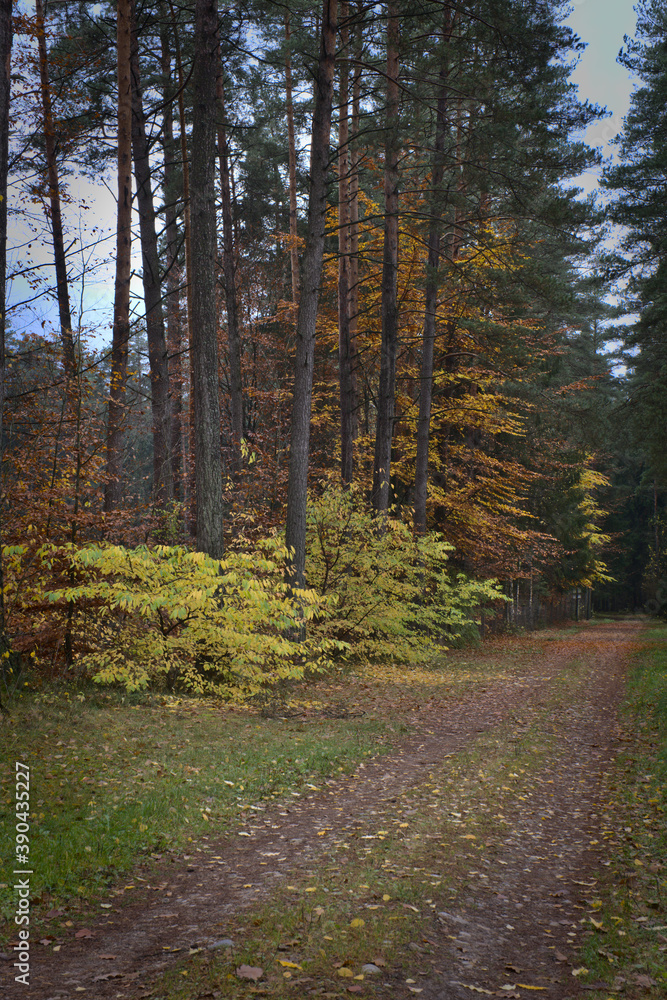 Fototapeta premium jesień