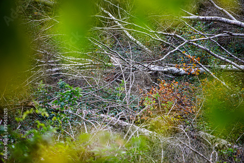 Windbruch von Holz und natürliche Aufforstung