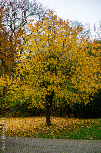 Die Blätter fallen von dem Bäumen