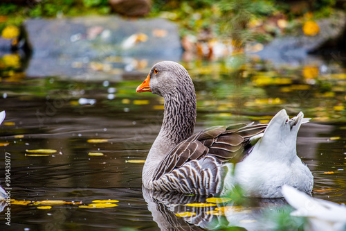 eine schwimmende dunkle Gans