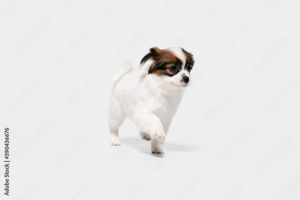 Running. Papillon Fallen little dog is posing. Cute playful braun doggy or pet playing on white studio background. Concept of motion, action, movement, pets love. Looks happy, delighted, funny. Running. Papillon Fallen little dog is posing. Cute playful braun doggy or pet playing on white studio background. Concept of motion, action, movement, pets love. Looks happy, delighted, funny.