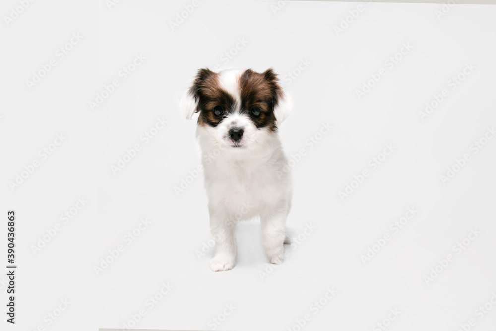 Running. Papillon Fallen little dog is posing. Cute playful braun doggy or pet playing on white studio background. Concept of motion, action, movement, pets love. Looks happy, delighted, funny. Running. Papillon Fallen little dog is posing. Cute playful braun doggy or pet playing on white studio background. Concept of motion, action, movement, pets love. Looks happy, delighted, funny.