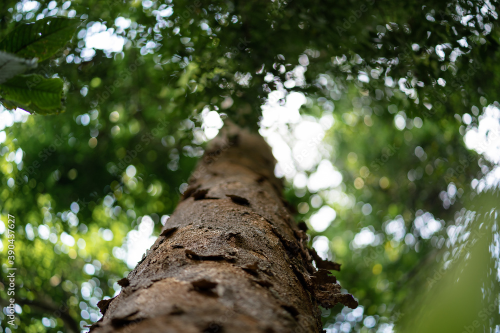 Fototapeta premium tree in the forest
