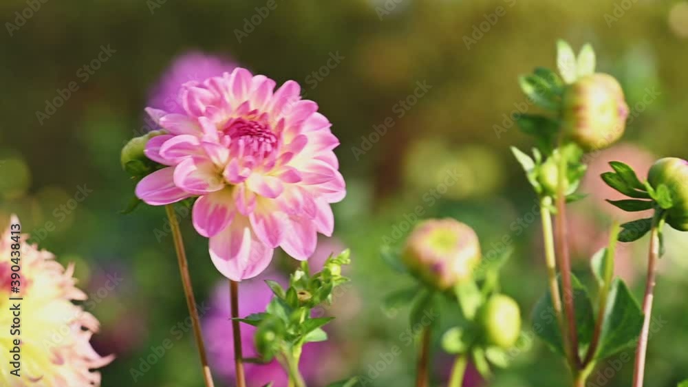 Pink dahlia flower slow motion Pink dahlia flower slow motion
