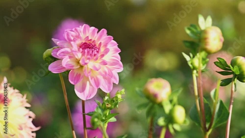 Pink dahlia flower slow motion