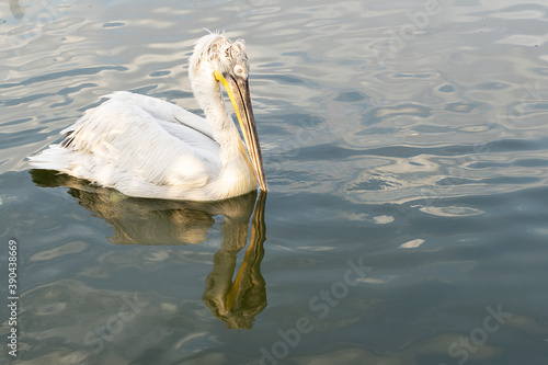 close up image of white curly pelican swimming in pond in zoo. Its reflection is in still water. Life of wild birds in zoo. © Anna