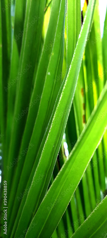 close up of green leaves close up of green leaves