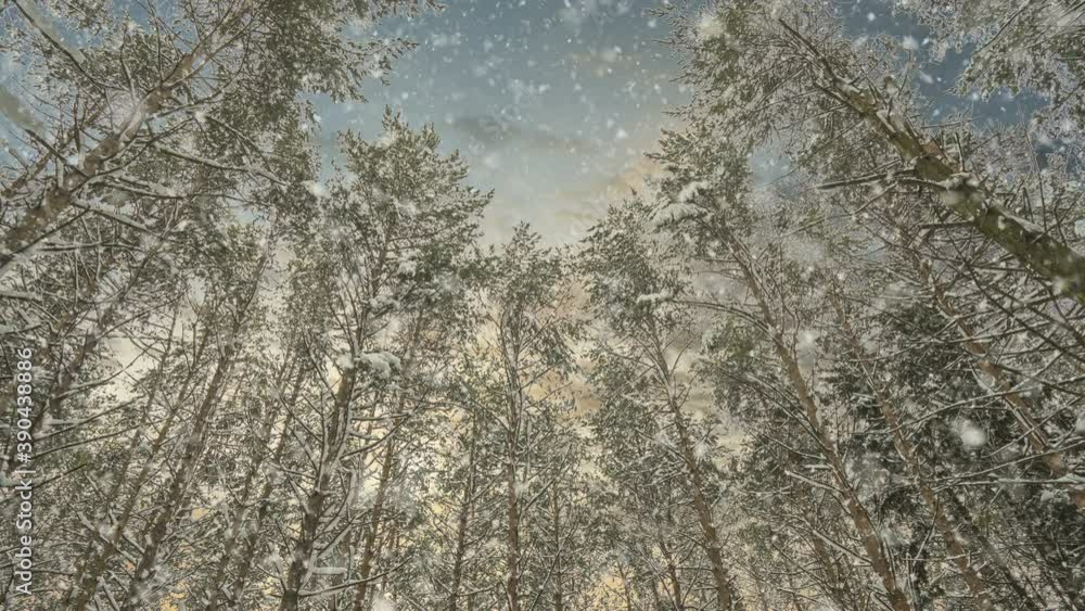 Winter landscape with snowy pine tree forest. Soft snowfall in the winter snowy forest at sunset or sunrise. Clouds movement on evening sky. Snow covered trees. Bottom view. Timelapse. Cinemagraph Winter landscape with snowy pine tree forest. Soft snowfall in the winter snowy forest at sunset or sunrise. Clouds movement on evening sky. Snow covered trees. Bottom view. Timelapse. Cinemagraph