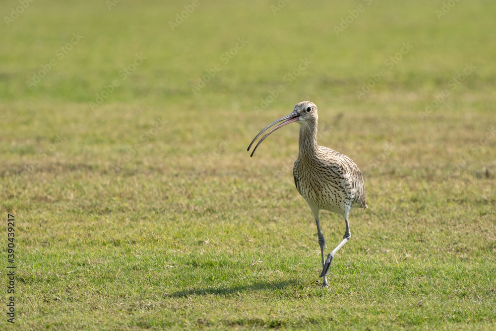 Obraz premium Eurasian Curlew in a public park in Doha, Qatar