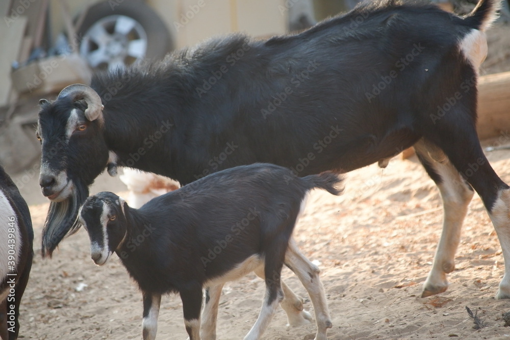 Father goat and kid