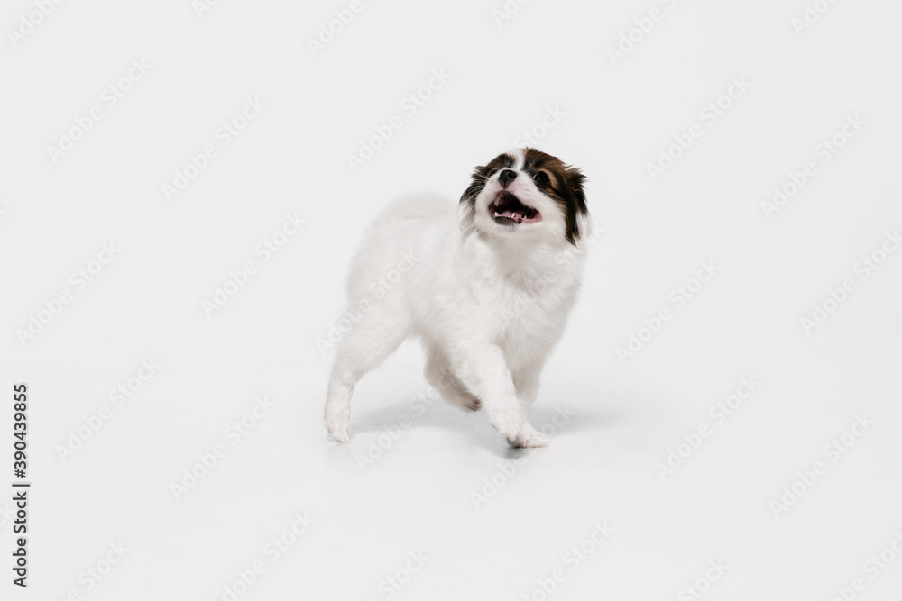Running. Papillon Fallen little dog is posing. Cute playful braun doggy or pet playing on white studio background. Concept of motion, action, movement, pets love. Looks happy, delighted, funny. Running. Papillon Fallen little dog is posing. Cute playful braun doggy or pet playing on white studio background. Concept of motion, action, movement, pets love. Looks happy, delighted, funny.
