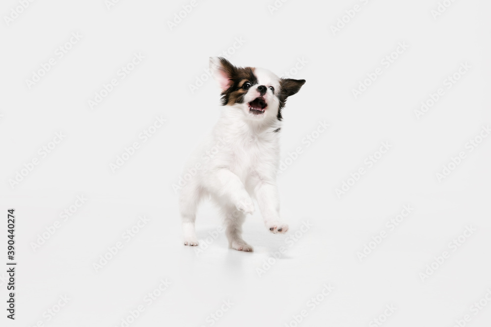 Running. Papillon Fallen little dog is posing. Cute playful braun doggy or pet playing on white studio background. Concept of motion, action, movement, pets love. Looks happy, delighted, funny.
