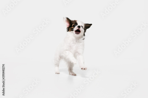 Running. Papillon Fallen little dog is posing. Cute playful braun doggy or pet playing on white studio background. Concept of motion, action, movement, pets love. Looks happy, delighted, funny.