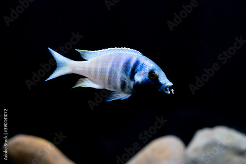 Placidochromis Electra - Cichlid Lake Malawi