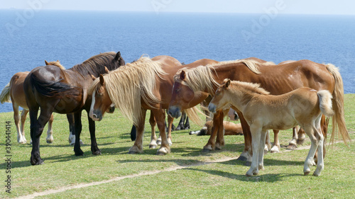 Herd of horses in the sun with the sea breeze from the coast