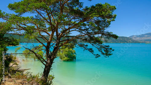 Fototapeta Naklejka Na Ścianę i Meble -  Tree in a turquoise water of the Esparron lake