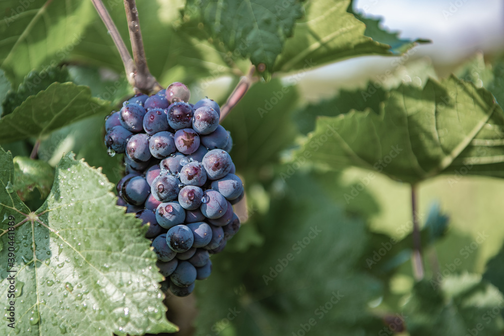 A bunch of grapes in a mountain valley