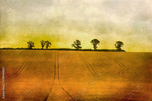 Fototapeta Naklejka Na Ścianę i Meble -  Silhouettes of a trees in a field on a grunge background