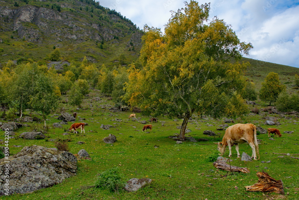 Russia. Mountain Altai. A small herd of cows graze peacefully in the valley of the Chulyshman river. Russia. Mountain Altai. A small herd of cows graze peacefully in the valley of the Chulyshman river.
